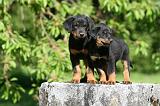 BEAUCERON - PUPPIES 350